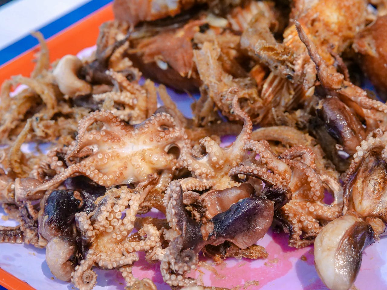 Octopus en inktvis: de opvallendste verschillen op een rij